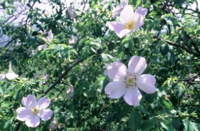 Rosa canina