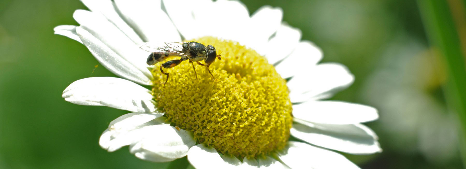 <small>RICCHEZZE NATURALI</small>FLORA E FAUNA